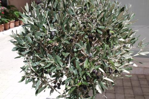 20140620-Paleochora (17)