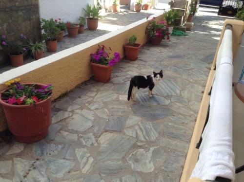 20140623-Pisoi de pensiune