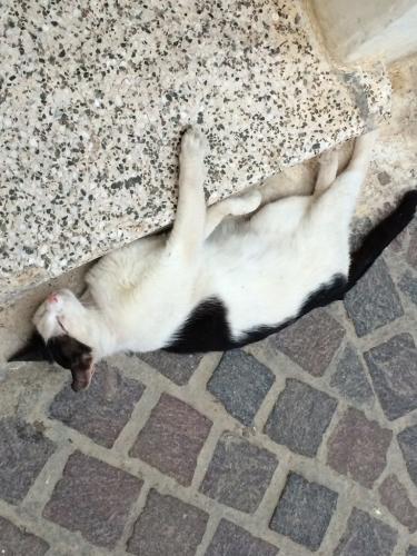 20140625-Pisoi de Chania