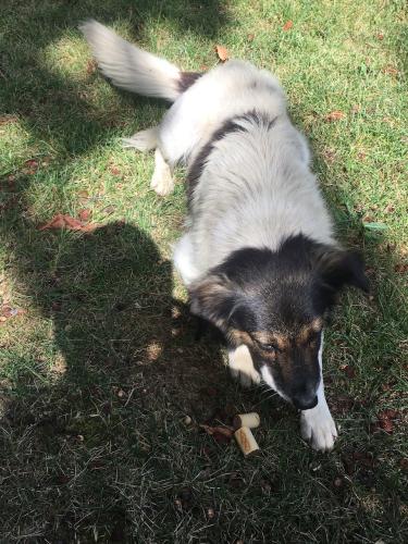 20160804-Șurligaie(1)