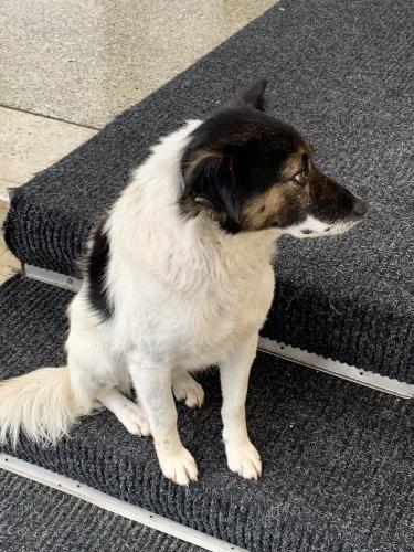 20181204-Șurligaie(5)