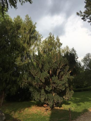 2018 Florenta PalazoPittiBoboli 21