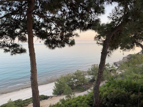 2019-THASSOS-Iris Gold-02