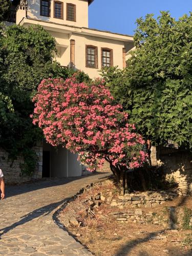 2019-THASSOS-Kazaviti-08