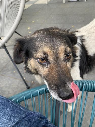 20190622-Șurligaie(1)