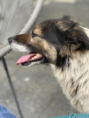 20190622-Șurligaie(3)