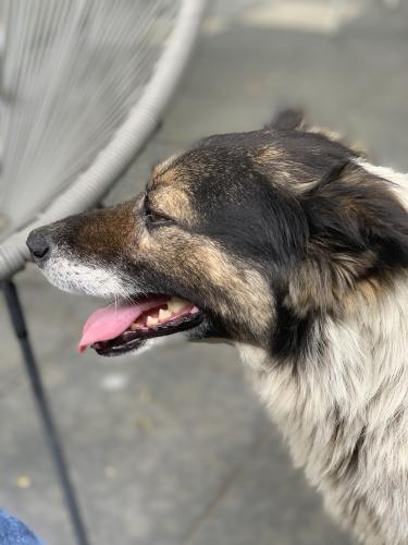 20190622-Șurligaie(4)