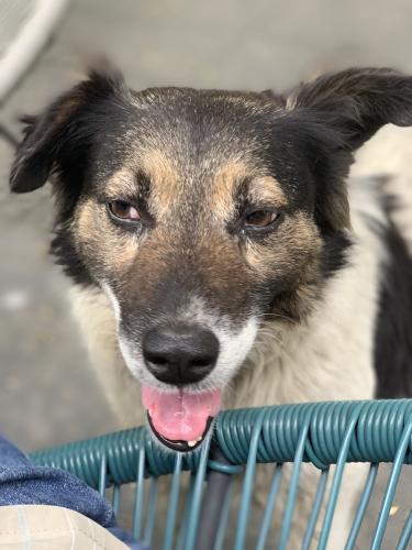 20190622-Șurligaie(6)