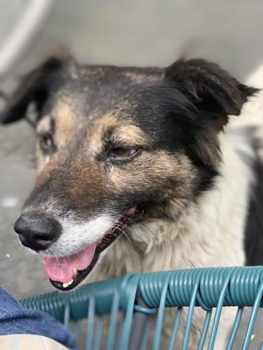 20190622-Șurligaie(7)