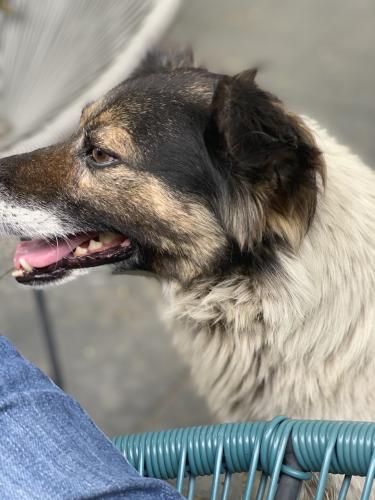 20190622-Șurligaie(8)