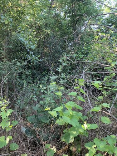 20200628-Delta-Paradis-la-GORGOVA-16