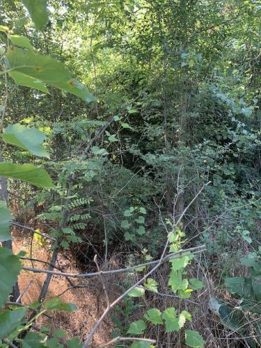 20200628-Delta-Paradis-la-GORGOVA-17