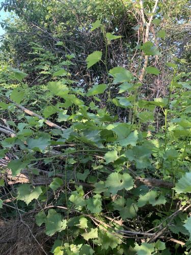 20200628-Delta-Paradis-la-GORGOVA-18