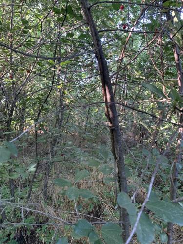 20200628-Delta-Paradis-la-GORGOVA-22