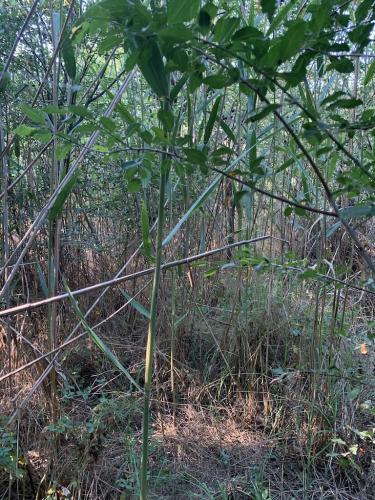 20200628-Delta-Paradis-la-GORGOVA-27