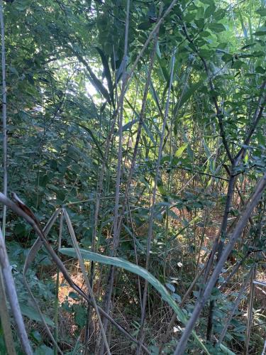 20200628-Delta-Paradis-la-GORGOVA-28