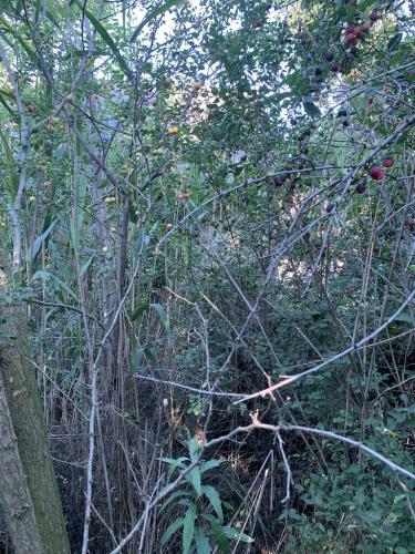 20200628-Delta-Paradis-la-GORGOVA-29