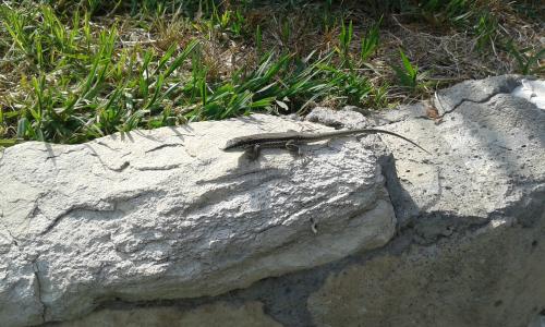 Cipru-GenPanayotis05