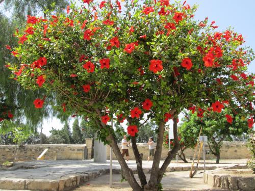 Cipru-KolosiCastle25