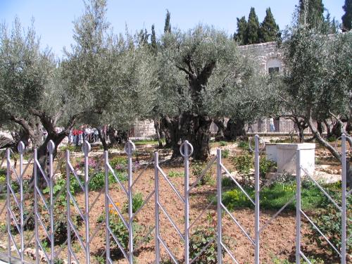 IERUSALIM-Gradina Ghetimani (09)