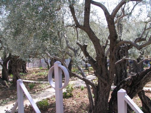 IERUSALIM-Gradina Ghetimani (10)