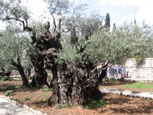 IERUSALIM-Gradina Ghetimani (12)