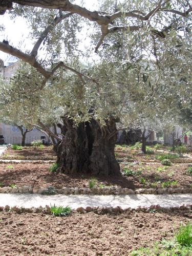 IERUSALIM-Gradina Ghetimani (13)