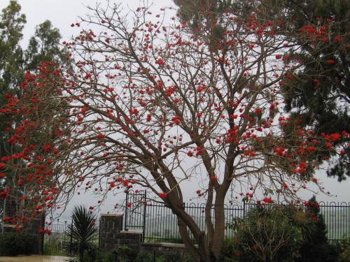 La biserica Sf Petre (6)