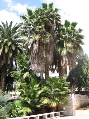 NAZARET-Biserica tuturor natiilor (7)